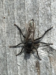 Lasiopogon
