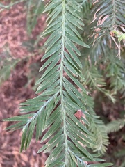 Sequoia