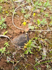 Goodenia pusilliflora