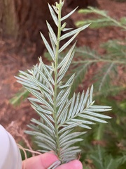 Sequoia