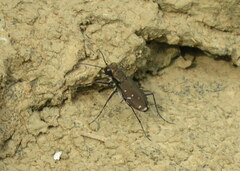 Cicindela duodecimguttata