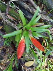 Tillandsia multicaulis