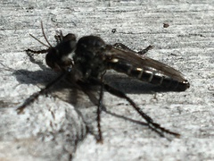 Lasiopogon