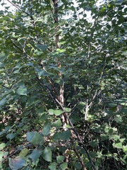 Betula costata