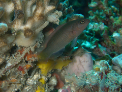 Pseudochromis marshallensis