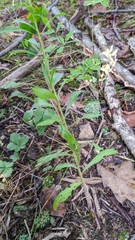 Liatris scariosa scariosa
