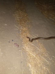Pituophis catenifer catenifer