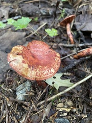 Cortinarius bolaris
