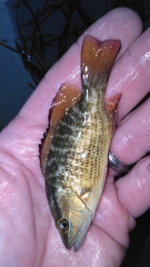 Lutjanus griseus