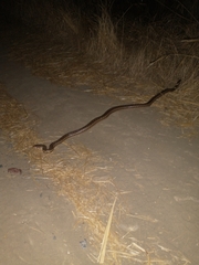 Pituophis catenifer catenifer