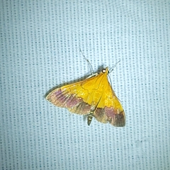 Pyrausta bicoloralis