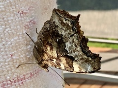 Nymphalis