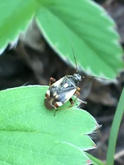 Polymerus