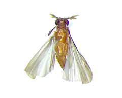 Strepsiptera