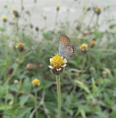 Brephidium exilis exilis