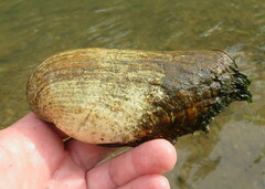 Ptychobranchus subtentus