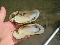 Ptychobranchus subtentus