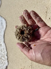 Tripneustes ventricosus