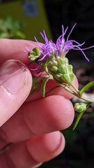 Liatris scariosa scariosa