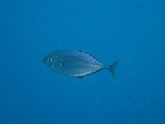 Craterognathus plagiotaenia