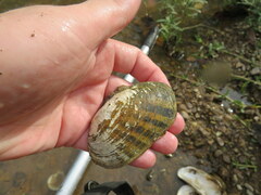 Cambarunio taeniatus