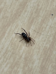 Araneomorphae