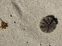 Tripneustes ventricosus