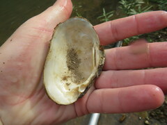 Cambarunio taeniatus