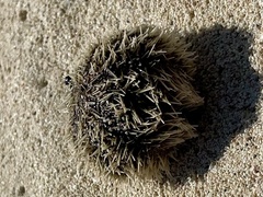 Tripneustes ventricosus