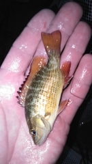 Lutjanus griseus