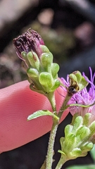 Liatris scariosa scariosa