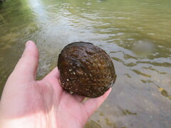 Cyclonaias tuberculata