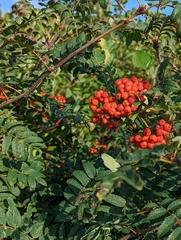 Sorbus aucuparia