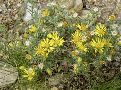 Xanthisma spinulosum