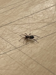 Araneomorphae