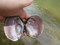 Cyclonaias tuberculata