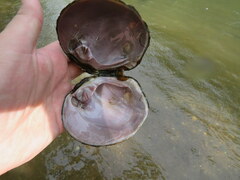 Cyclonaias tuberculata