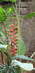 Heliconia rostrata