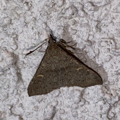 Renia discoloralis