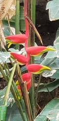 Heliconia rostrata