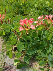 Bauhinia galpinii