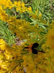 Lycomorpha pholus