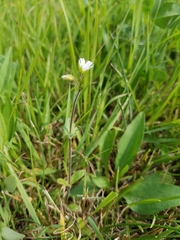 Cerastium brachypodum