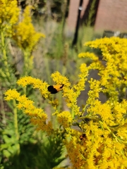 Lycomorpha pholus