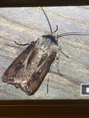 Agrotis venerabilis