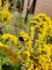 Lycomorpha pholus