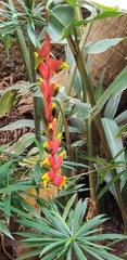 Heliconia rostrata