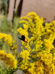 Lycomorpha pholus