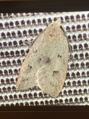 Machimia tentoriferella