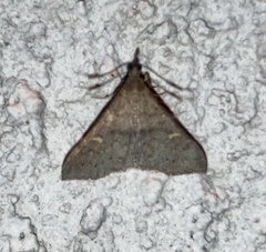 Renia discoloralis